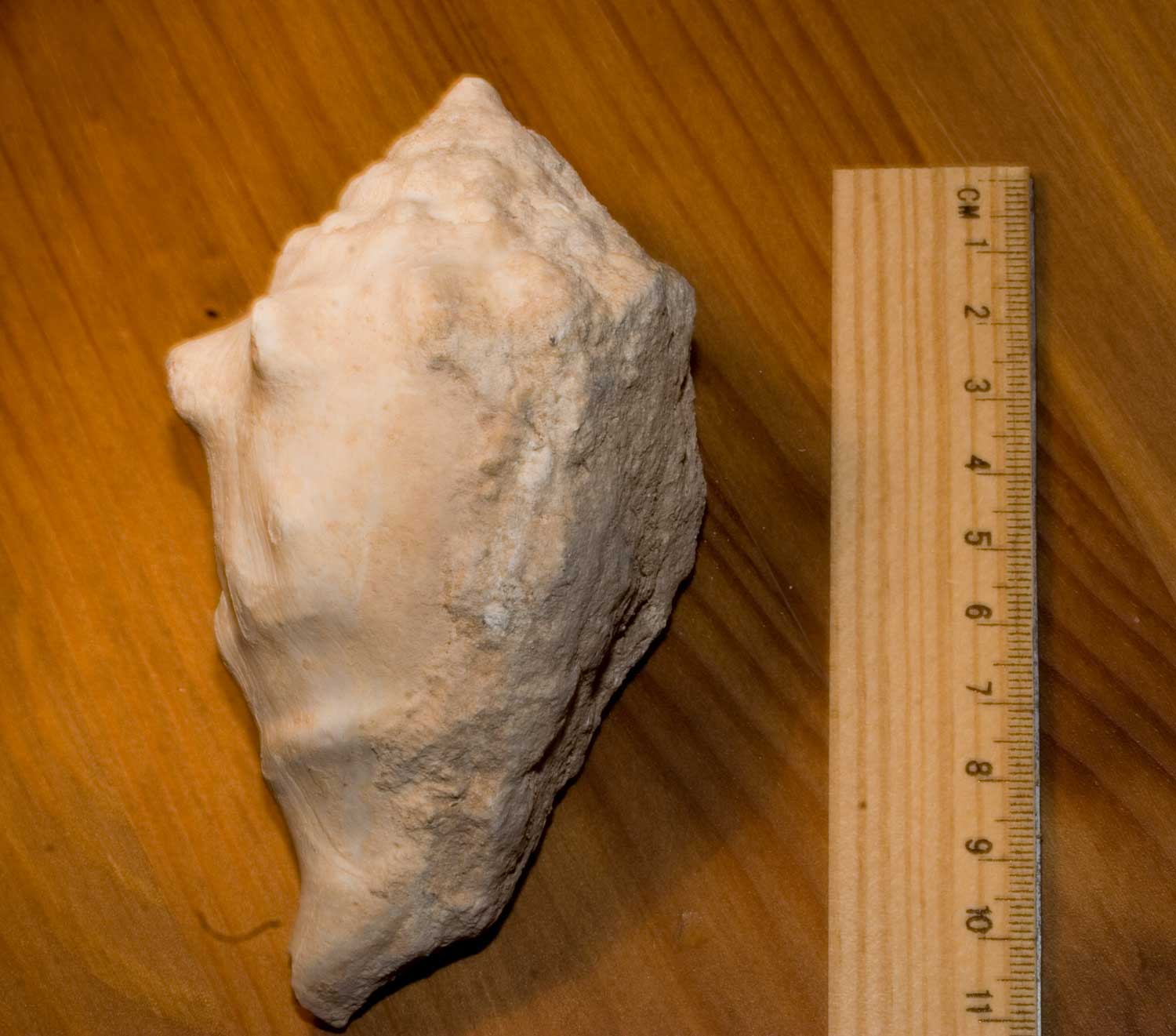 Fossili Tunisini 3